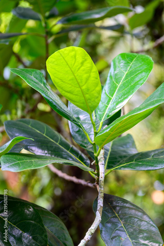 Fresh green leaf growing on tree branch in vibrant tropical garden, conveying lively peaceful emotion with copy space