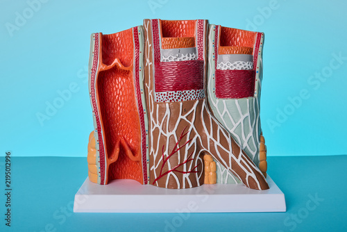 Foto Detailed artery and vein cross section model used for cardiovascular disease edu