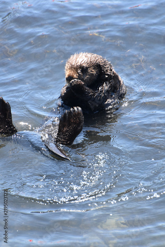 Foto Precious Baby Sea Otter Frolicking in the Ocean