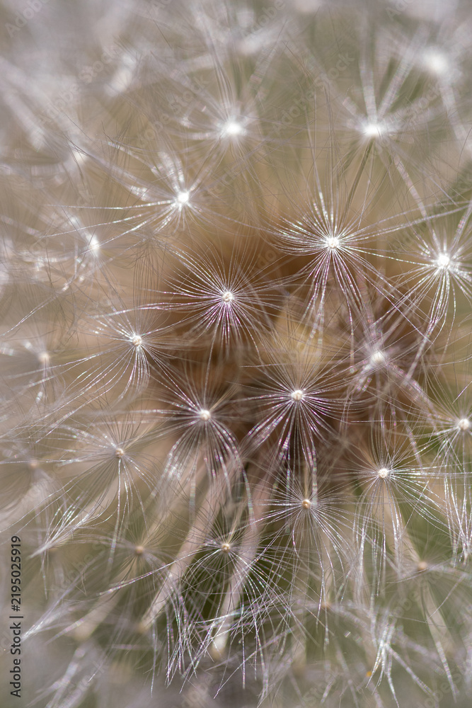 Fototapeta premium Fluffy Dandelion Seed Macro .Close-up