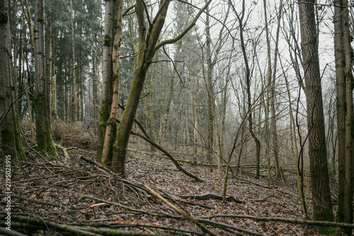 Dark atmospheric forest landscape on a cold foggy winter day without snow. Bare deciduous trees and evergreen conifers create a moody natural woodland scene.