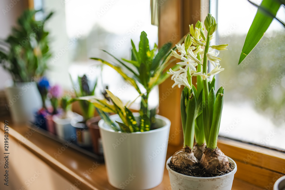 Obraz premium Colorful hyacinths and spring bulbs growing on a sunny windowsill while snow remains outside. Indoor gardening brings an early sign of spring into the home.