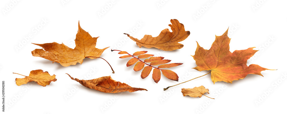Obraz premium Autumn Various leaf isolated on transparent background, autumn leaves season concept