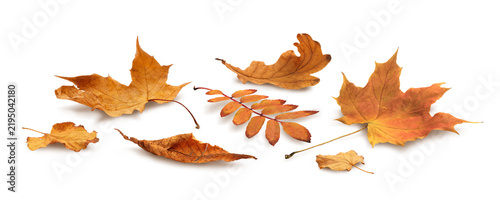 Autumn Various leaf isolated on transparent background, autumn leaves season concept
