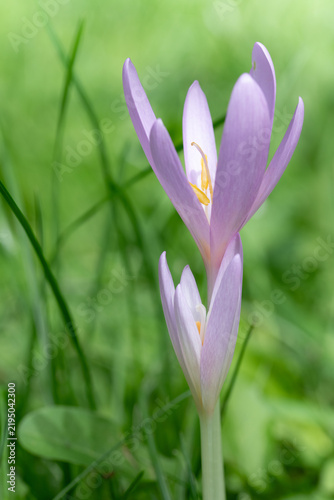A close-up of two blooming autumn crocuses (Colchicum autumnale) in a meadow.