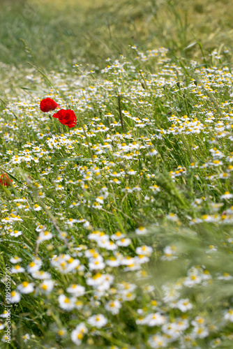 Two red poppies are growing in a field of daisies.