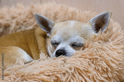A happy Chihuahua is resting on a cozy, fluffy pet bed.