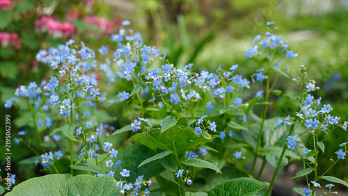 Close-up of the delicate blue flowers of Brunnera macrophylla.