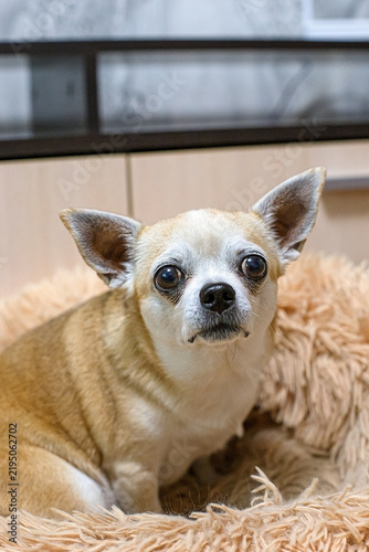 A happy Chihuahua is resting on a cozy, fluffy pet bed.