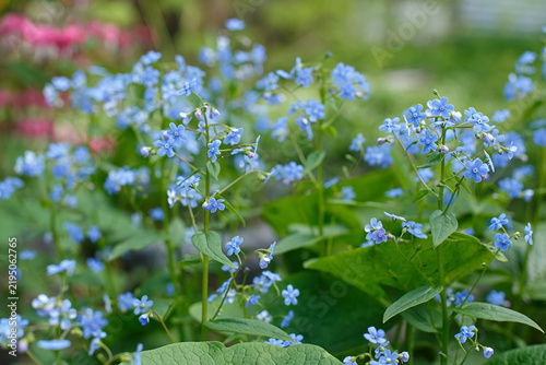 Close-up of the delicate blue flowers of Brunnera macrophylla.