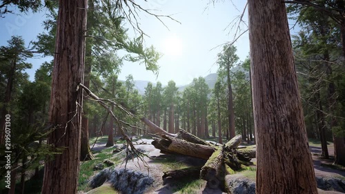 Bright sun rays shining through forest with fallen logs