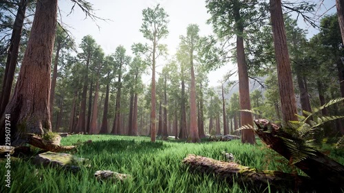 Bright sunlight over tall sequoia forest meadow with fallen logs