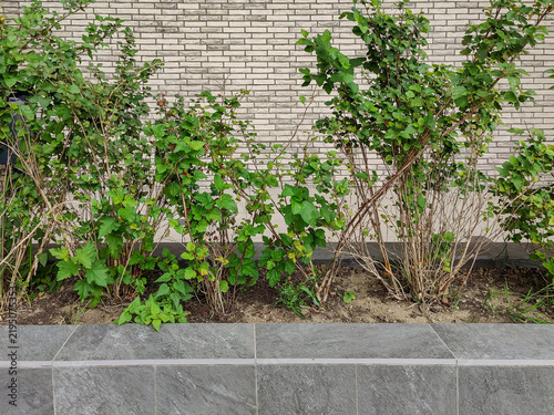 Ornamental shrub growing in raised garden bed against brick wall of multi-story residential building. City street landscaping. Close-up