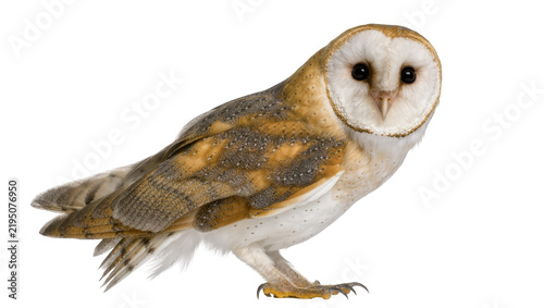 Cuadro en lienzo Barn owl with golden brown speckled wings, isolated on transparent background