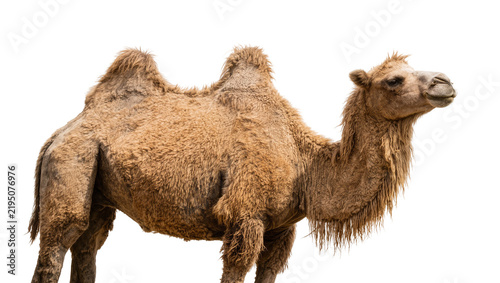 Bild auf Leinwand Brown dromedary camel with shaggy fur, isolated on transparent background