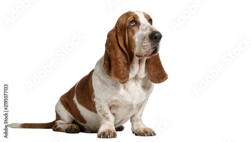 Konstfotografi Tri-color Basset Hound dog sitting attentively, isolated on transparent backgrou