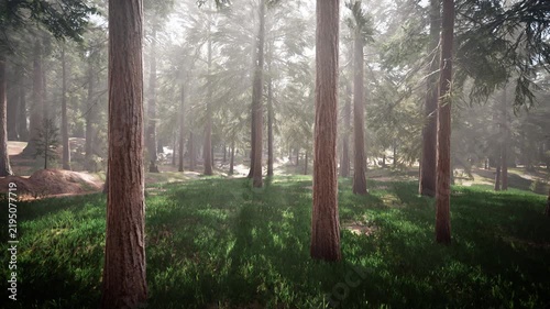 Misty forest with sunbeams shining through trees