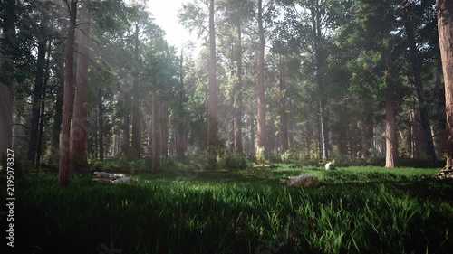 Landscape of sunlight beaming through forest
