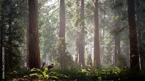 Sunlight filtering through tall sequoia forest