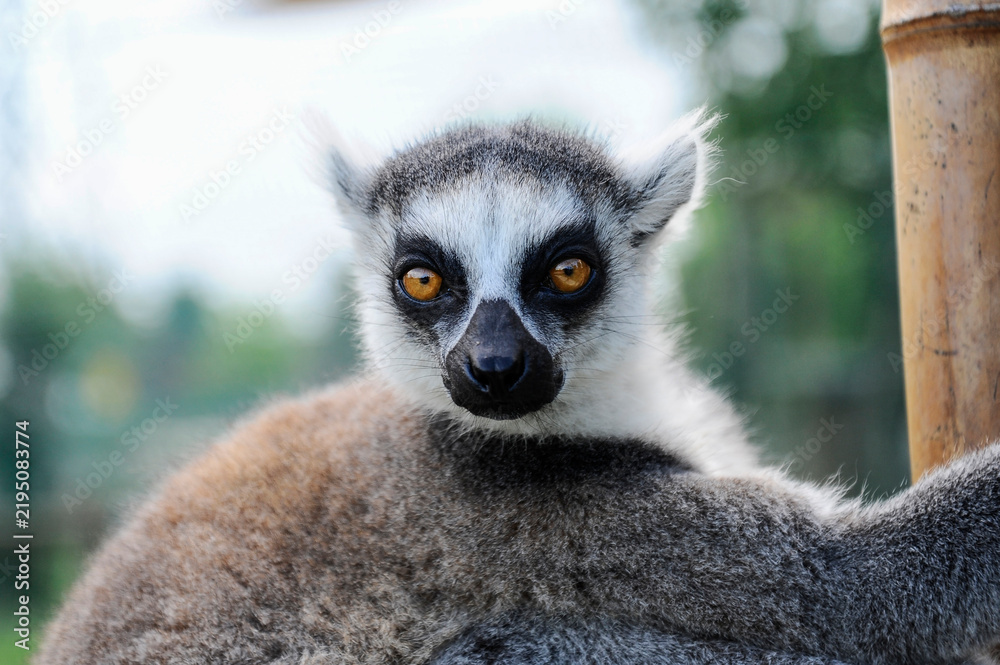 Obraz premium Ring-tailed lemur looks directly at the camera in a close animal portrait. Golden eyes and distinctive black and white facial markings highlight biodiversity and primate conservation.
