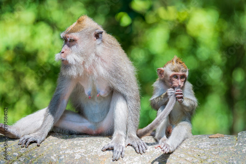 Canvas Print Long-tailed macaque mother resting beside her young offspring on a stone wall in lush tropical forest