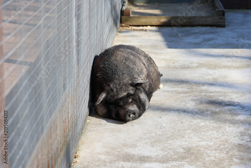 Obraz na plátně Porco preto (Sus scrofa domesticus) a descansar