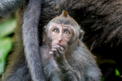 Foto Young Balinese macaque clutching its mother in tropical forest.