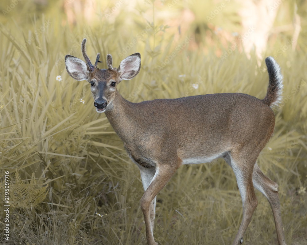 Obraz premium Young white-tailed deer photographed in a natural outdoor habitat.