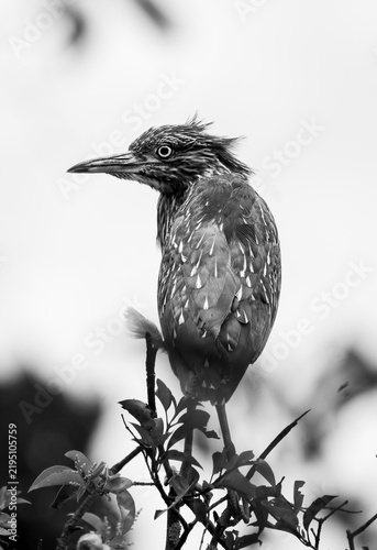 Фотография AVES