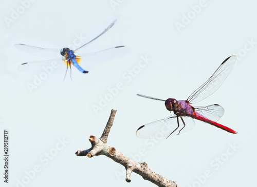 A Closeup of  Two Different Dragonflies Competing for the Only Perch next to the Pond