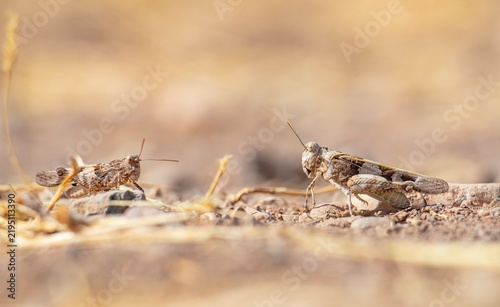 Bild auf Leinwand Side view macro shot of two red-winged desert grasshoppers on the rocky terrain of Diyarbakir, Turkey