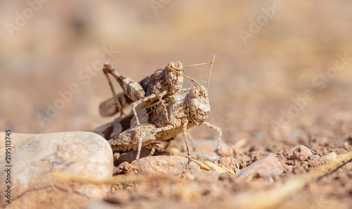 Quadro su tela Detailed macro close-up of a small male grasshopper mating with a significantly larger female Oedipoda miniata miniata on the rocky ground near Kabakli Pond in Diyarbakir