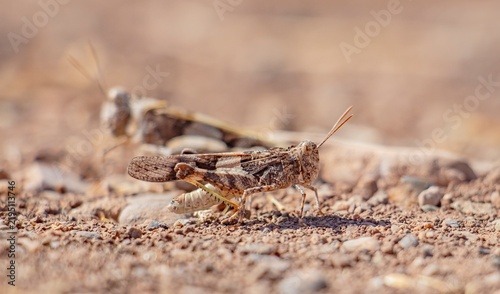 Quadro su tela High contrast close-up of a Scarlet Band-winged grasshopper camouflaged on the rocky and dry terrain of Kabakli Pond, showing intricate wing patterns and specialized body texture