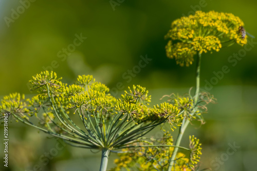Cuadro en lienzo Baldachy kwiatostanów kopru ogrodowego (Anethum graveolens) w letnim ogrodzie