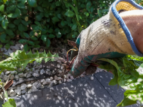 Ręczne pielenie rabaty kwiatowej. Dłoń w rękawicy ogrodniczej wyrywa z rabaty mniszka lekarskiego (Taraxacum officinale). Rękawica jest żółtawa ; widoczne są  odsłonięte korzenie rośliny