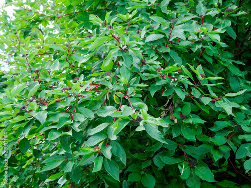 Quadro su tela (Cornus sericea) Red Twig Dogwood an upright-spreading, suckering shrub covered