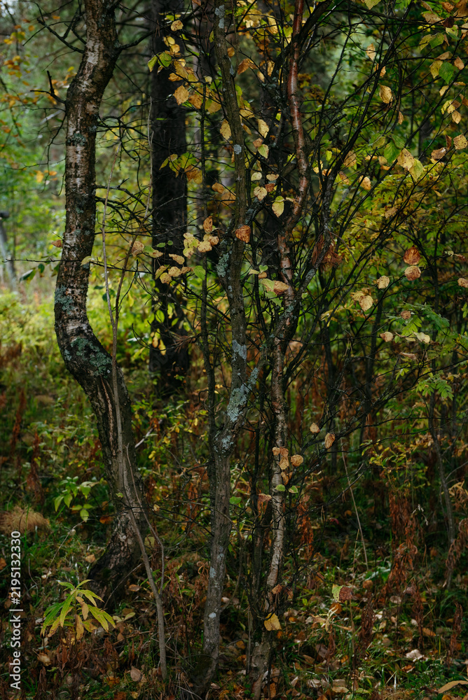 Obraz premium Autumn forest with bright colorful leaves
