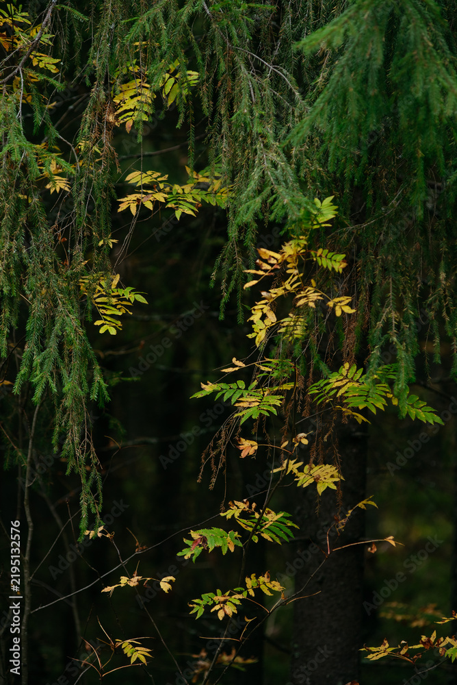Obraz premium Autumn forest with bright colorful leaves