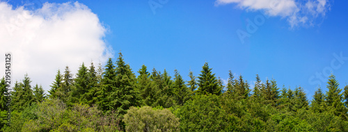 Green trees against a blue sky with white clouds.