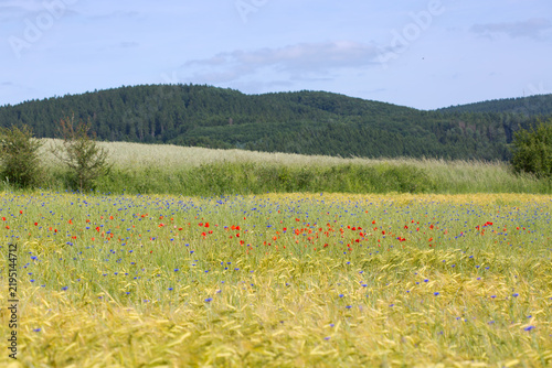 Chamomile flowers on green wheat field at summer sunny day.
