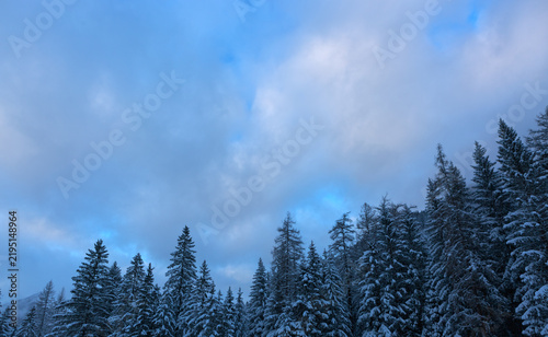 Frozen fir trees after a snowfall on a cold winter day in the Alps forest.