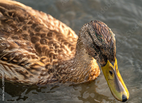 Obraz na płótnie female mallard duck big bill