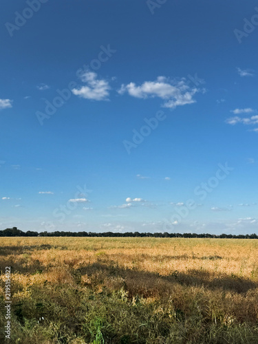 Wheat field and blue sky, quiet hot summer day