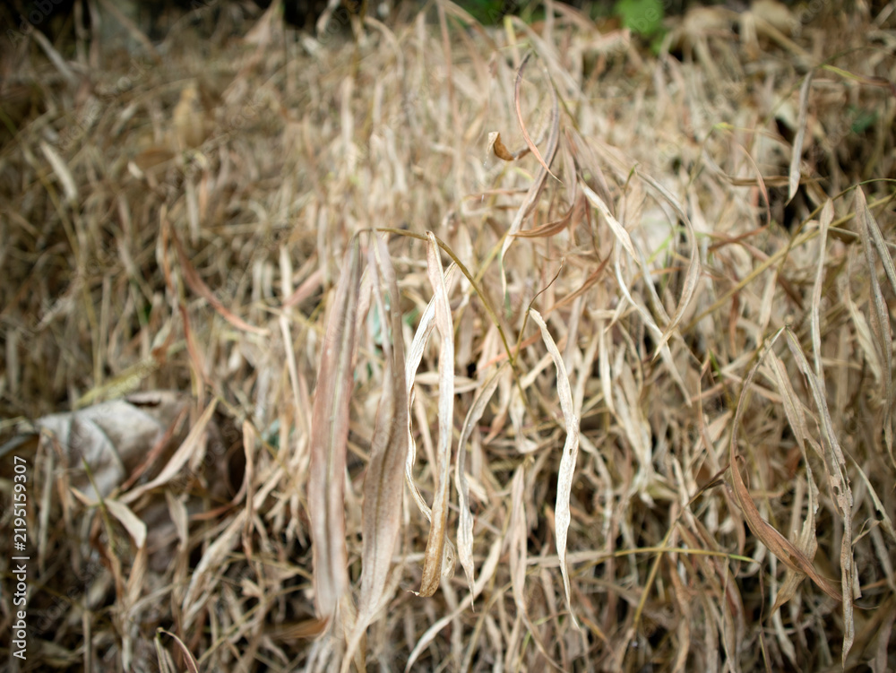 Fototapeta premium dry grass texture during the long dry season