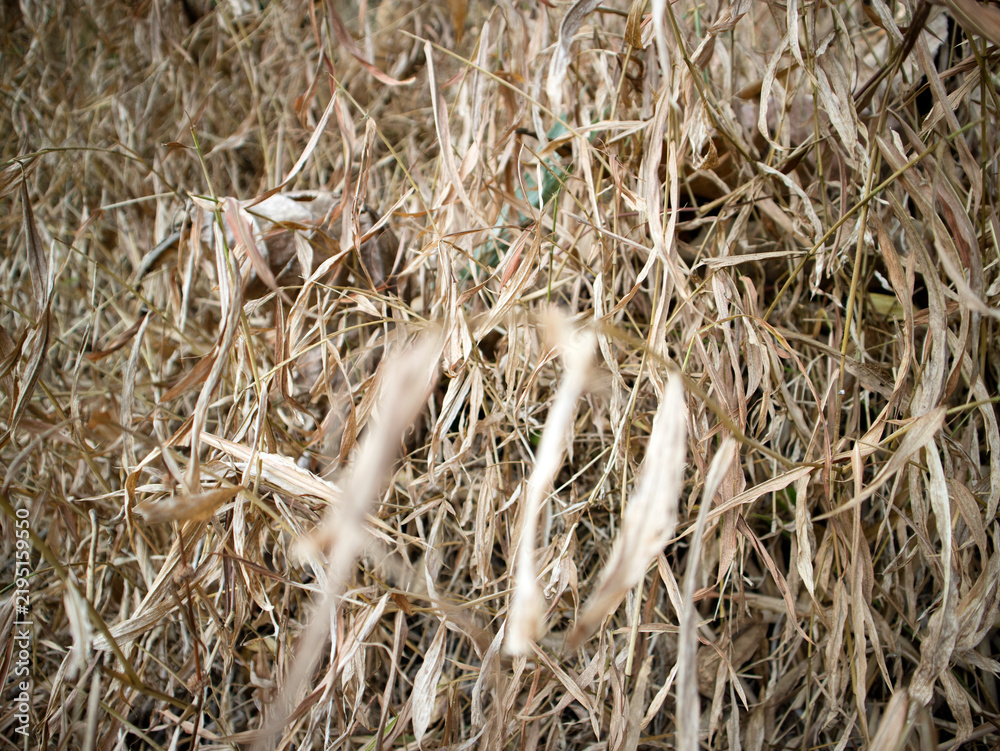 Fototapeta premium dry grass texture during the long dry season