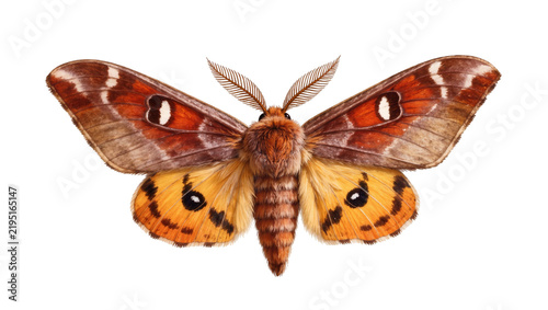 Foto Detailed brown and orange moth with feathery antennae, isolated on transparent b