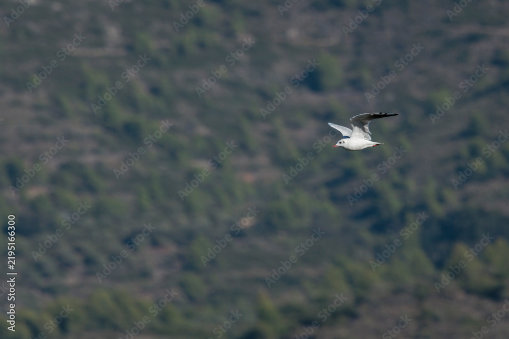 Obraz premium Gaviota reidora volando sobre el fondo de un bosque, Beniarres, España