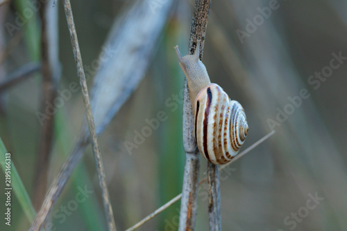 Foto Caracol rayado desplazándose por una rama seca en su hábitat natural, España
