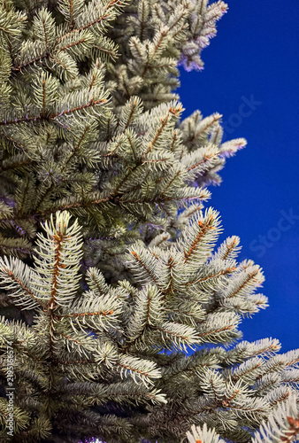 Close-up of blue spruce branches with dense silvery green needles against a deep blue background. Natural evergreen texture and botanical background.