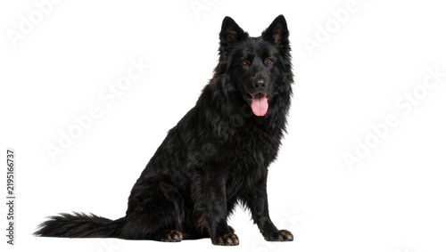 Foto Black German Shepherd dog sitting attentively, isolated on transparent backgroun